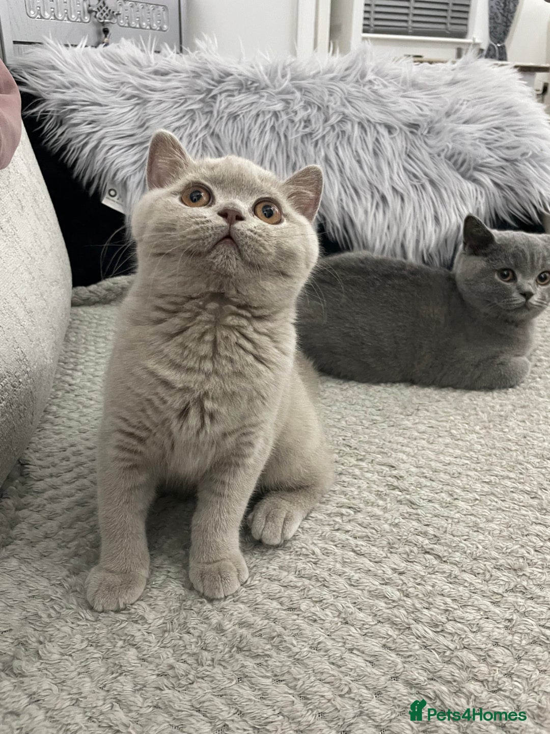British Shorthair cats for sale: 🔥💗 GCCF FEMALE BRITISH SHORTHAIR KITTENS  - Image 7