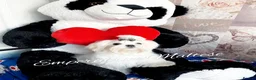 Maltese dogs for sale: Tiny KC Reg. Korean Maltese- CH line show dogs! - Advert 6