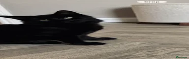 Maine Coon 1