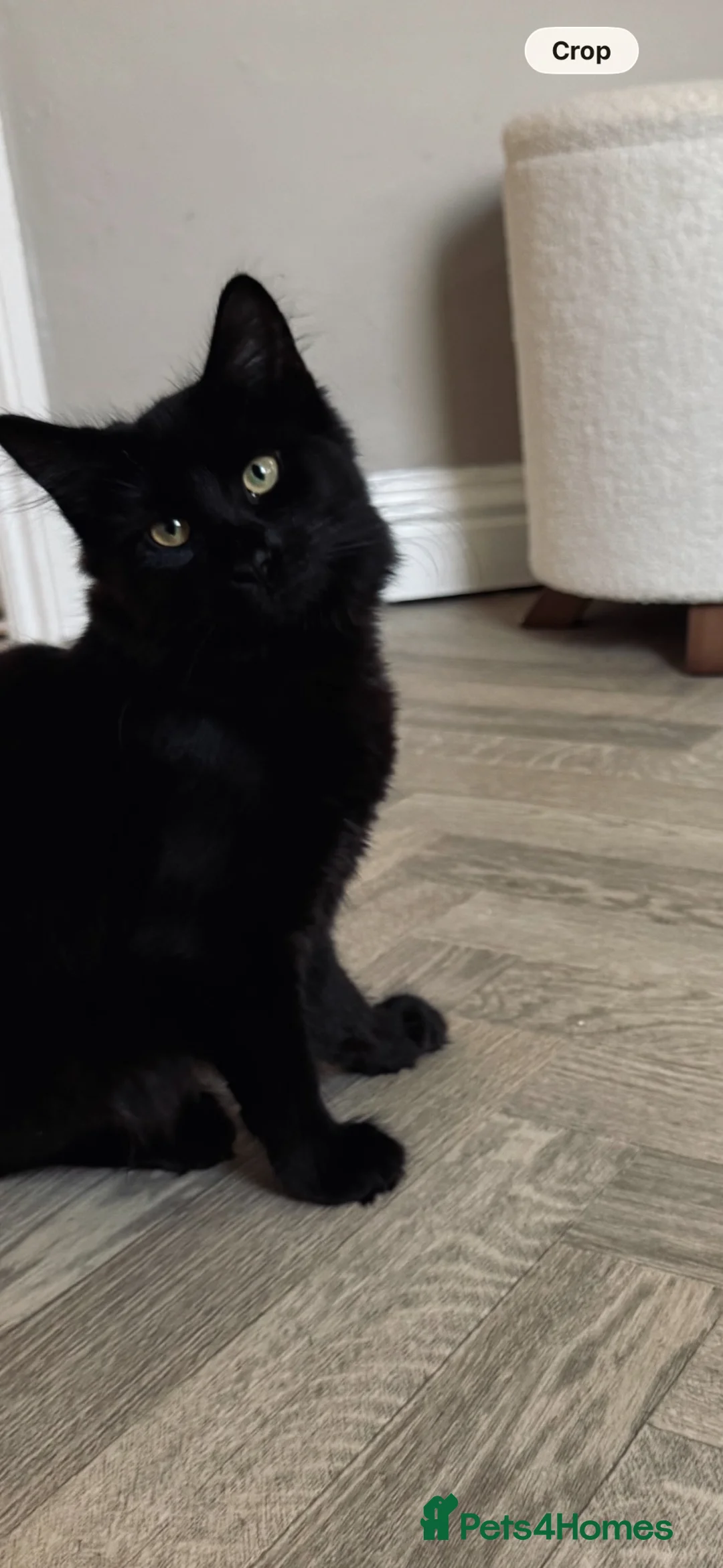 Maine Coon cats for sale: 75% Maine coon  - Advert 7