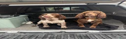 Cocker Spaniel dogs for sale: Cocker spaniel puppies for sale  - Advert 8