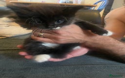 British Shorthair cats for sale: Friendly female kitten  - Image 1