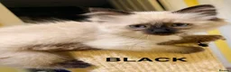 Ragdoll cats for sale: READY TO GO! Stunning Ragdoll Kitten😍 - Advert 18