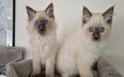 Ragdoll cats for sale: 2 gorgeous Ragdoll kittens  - Image 1
