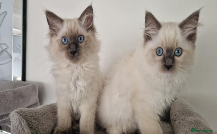 Ragdoll cats - Advert 3