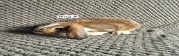 Mini Lop rabbits for sale: Mini Lop Bunnies - Advert 5
