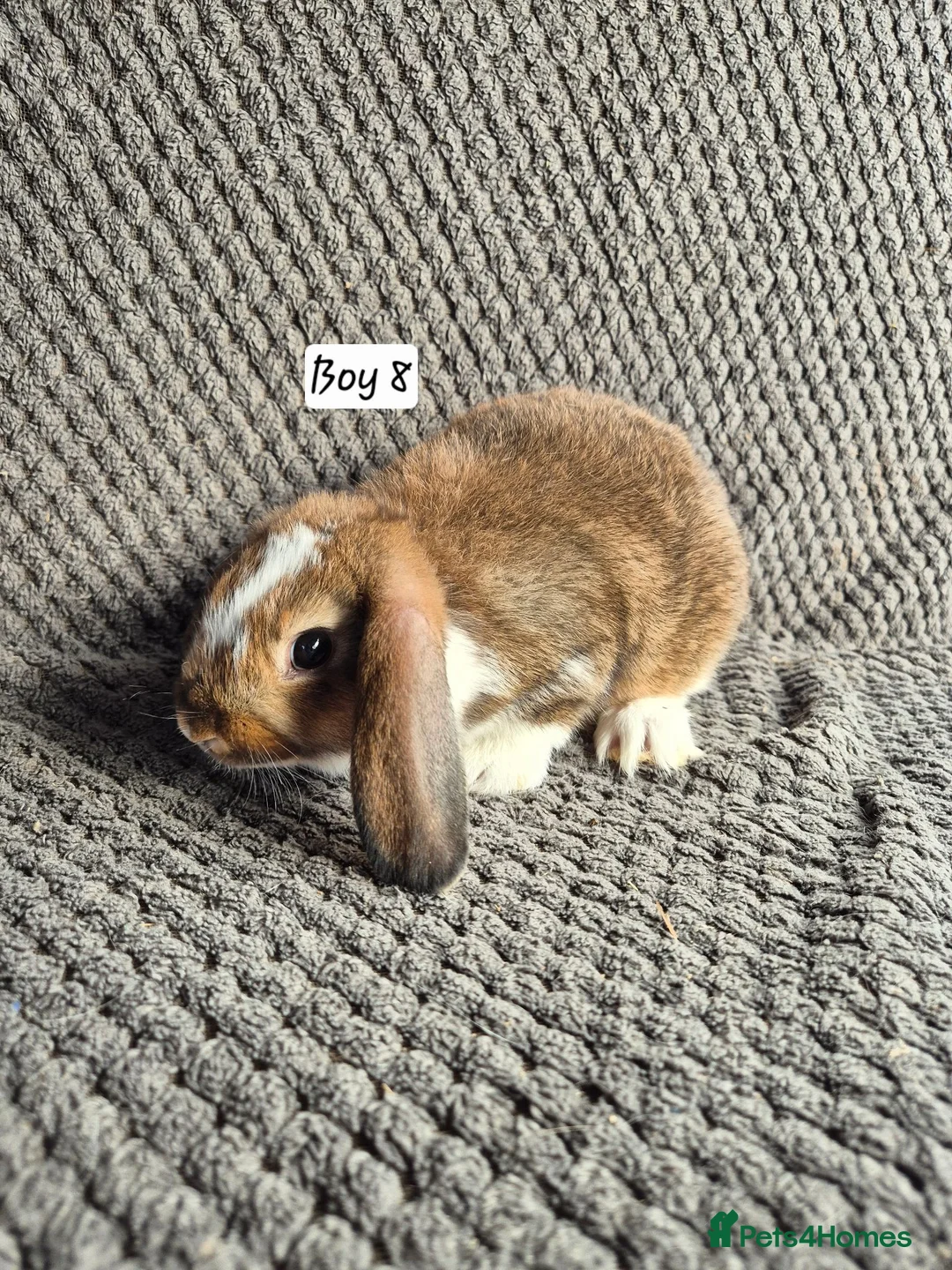 Mini Lop rabbits for sale: Mini Lop Bunnies - Advert 5