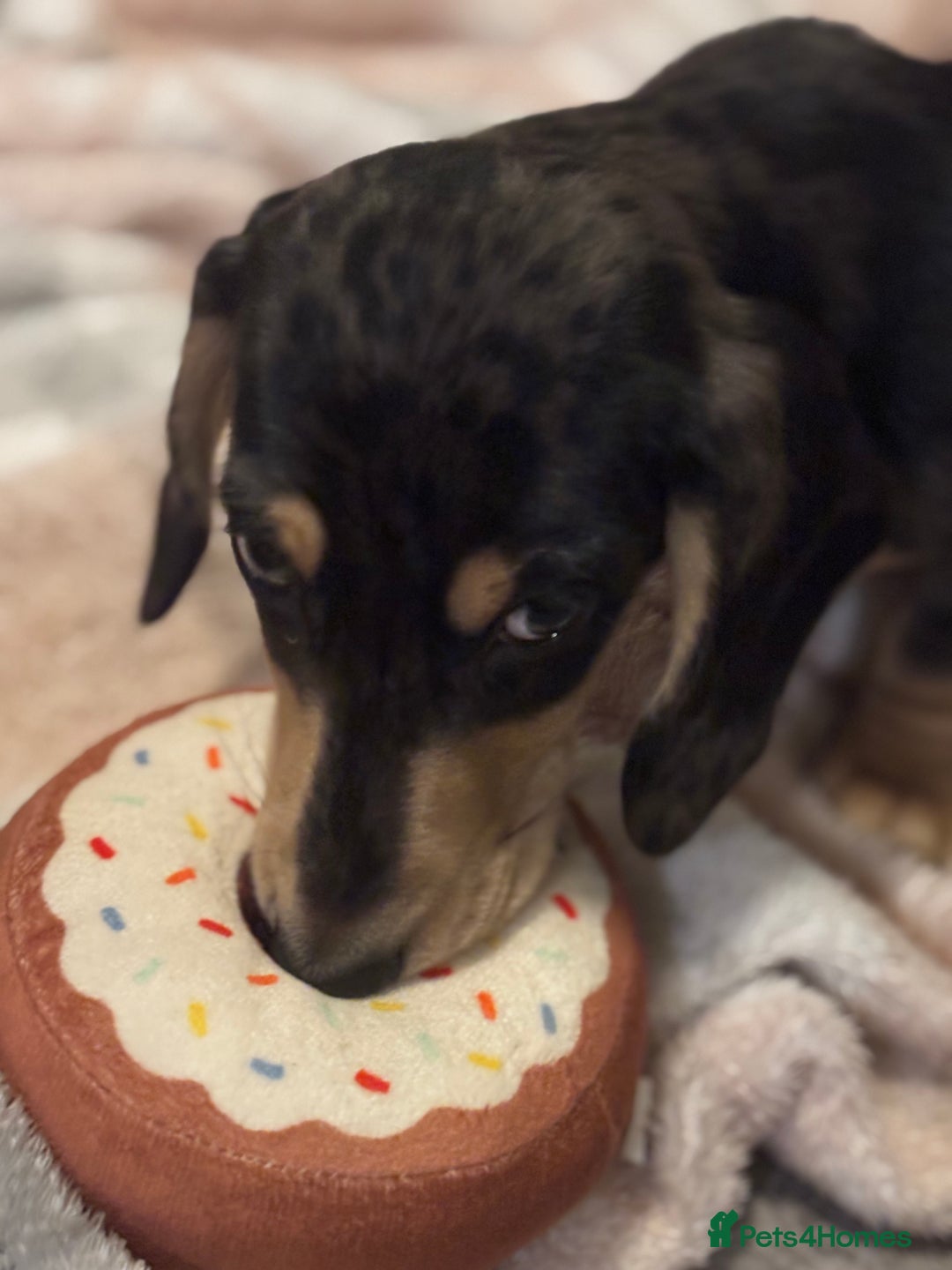 Miniature Dachshund dogs for sale: KC Registered Miniature dachshund  - Advert 5