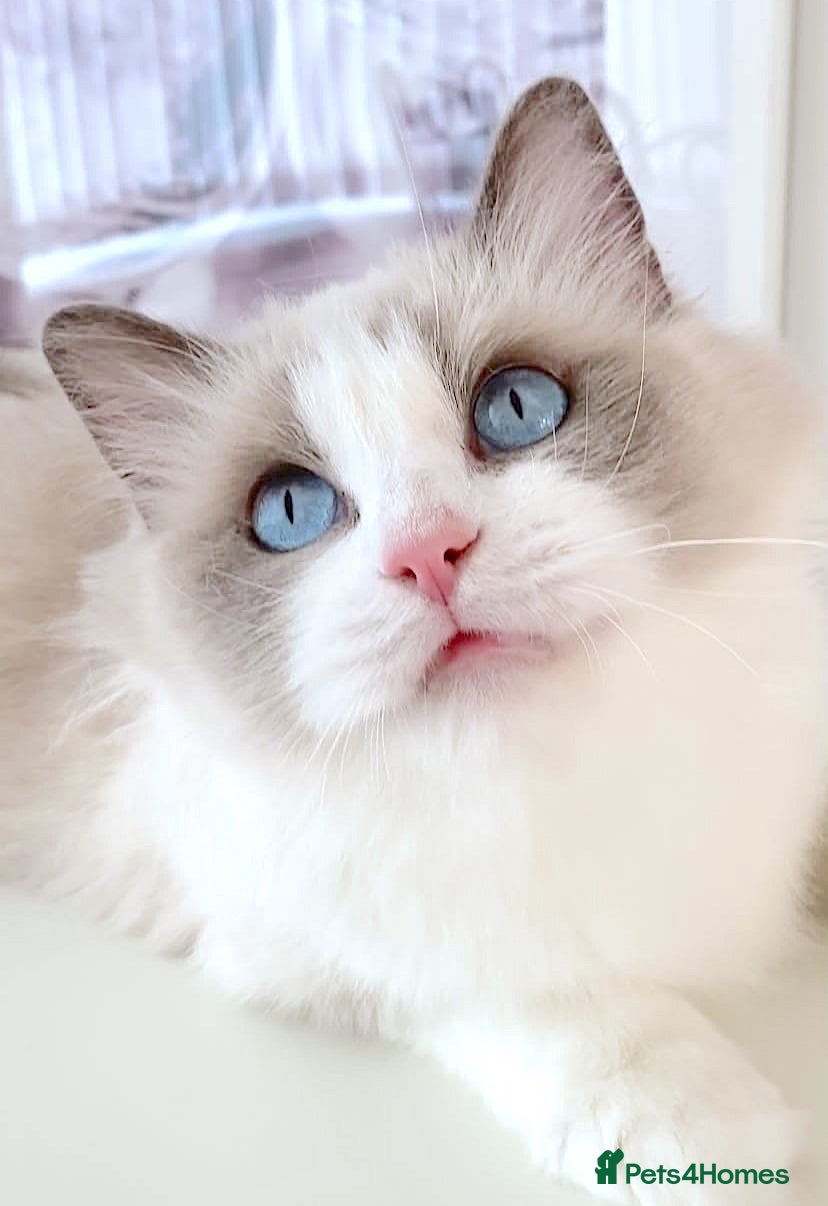 Ragdoll cats INDOOR FULL PEDIGREE 4 YEARS RAGDOLL FEMALE CAT - Advert 1