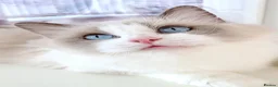 Ragdoll cats for sale: INDOOR FULL PEDIGREE 4 YEARS RAGDOLL FEMALE CAT - Advert 1