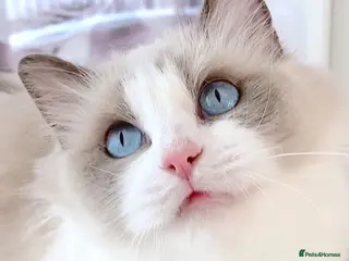 Ragdoll cats INDOOR FULL PEDIGREE 4 YEARS RAGDOLL FEMALE CAT - Advert 1