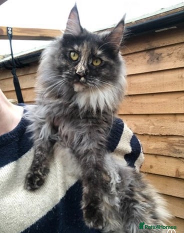 Maine Coon cats - Advert 16