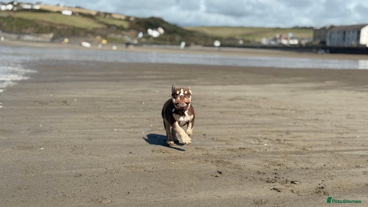 English Bulldog dogs Exceptional KC English Bulldog 6 months old. - Advert 1