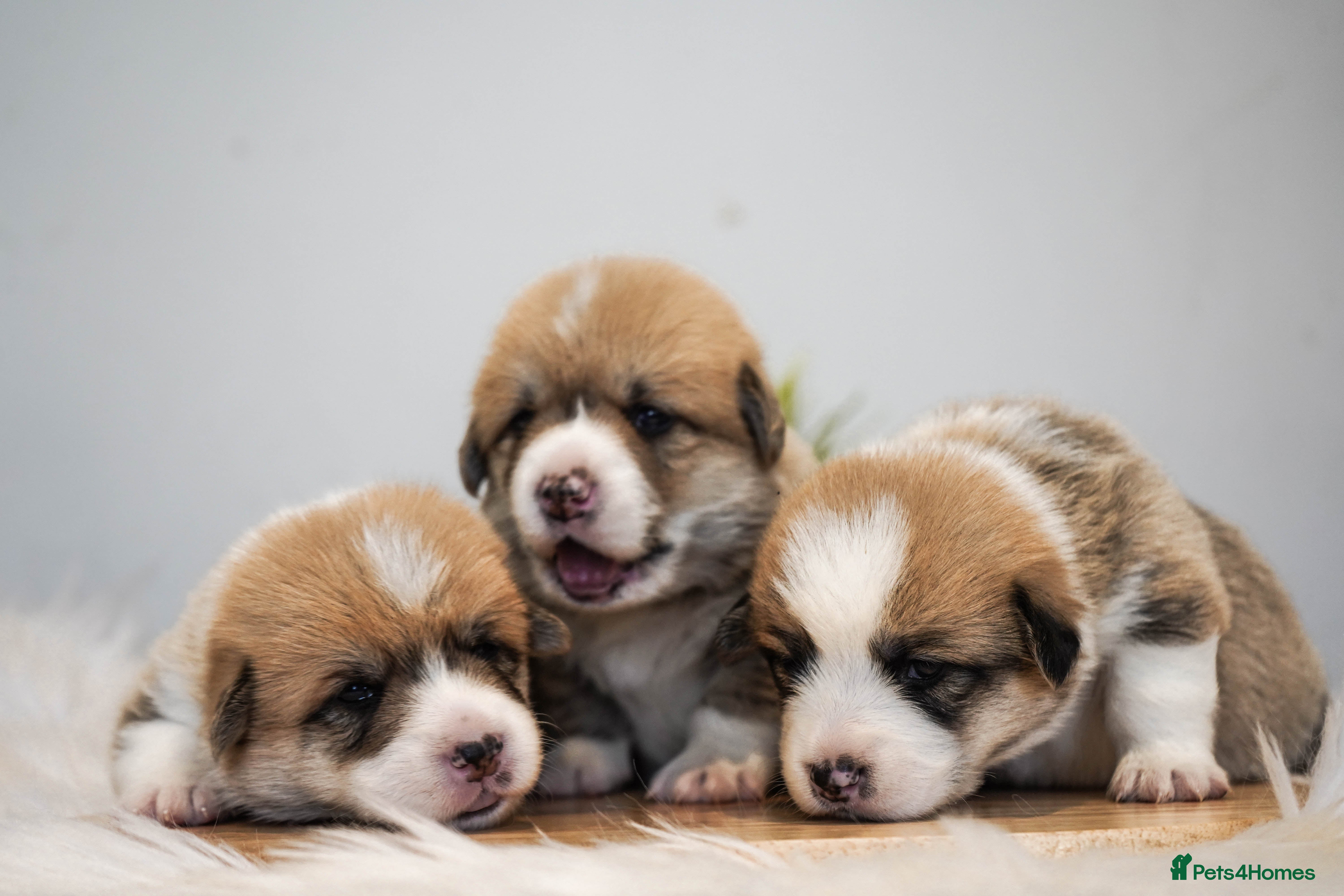 Welsh Corgi Pembroke dogs Welsh Corgi (Pembroke)  - Advert 2