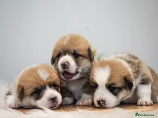 Welsh Corgi Pembroke dogs Welsh Corgi (Pembroke) - Advert 2