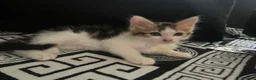 Mixed Breed cats for sale: Everyone is available  - Advert 2