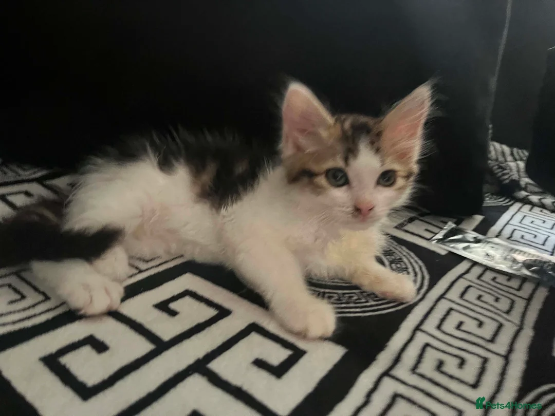 Mixed Breed cats for sale: Everyone is available  - Advert 2