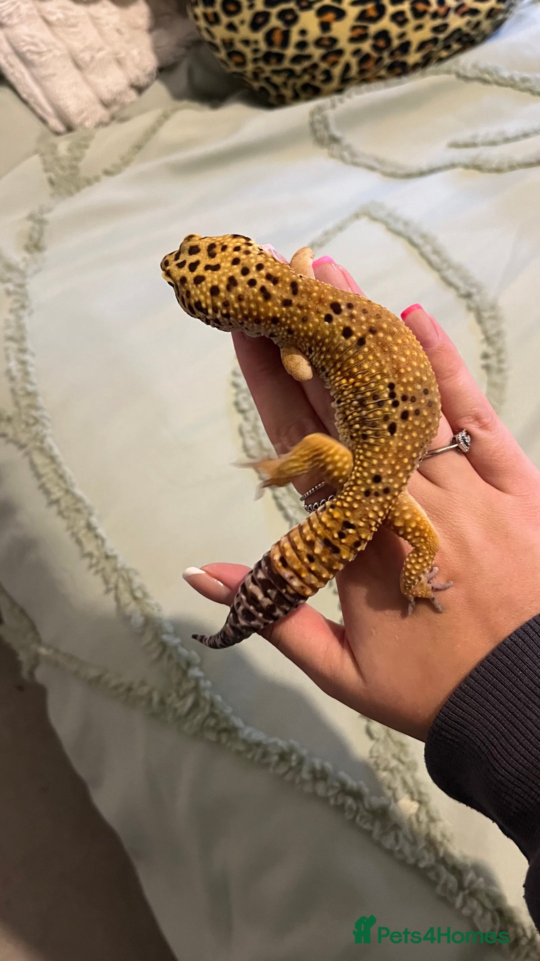 Leopard Gecko reptiles for sale: 4x Leopard geckos  - Image 7