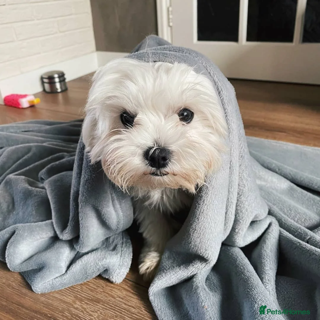 Maltese dogs for sale: Sweet Maltese Girl - Advert 4