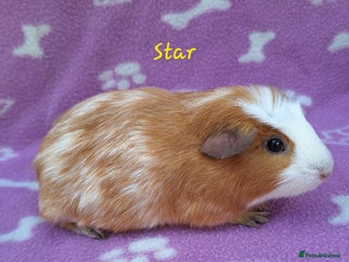 Guinea Pig rodents Female guinea pig ready now - Advert 17