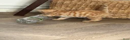Mixed Breed cats for sale: Two male kittens in Redruth - Advert 8