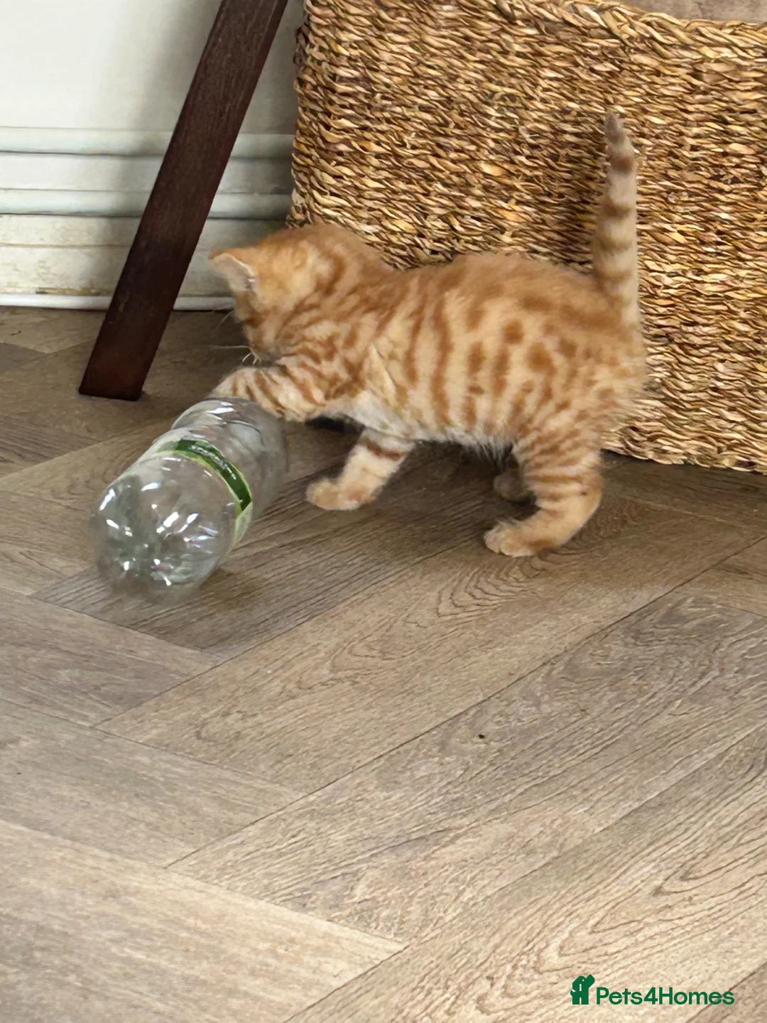 Mixed Breed cats for sale: Two male kittens in Redruth - Advert 8