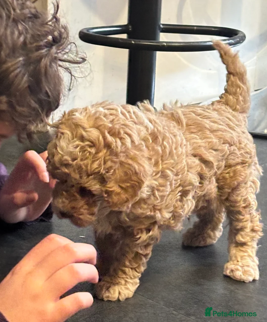 Cockapoo dogs for sale: Cockapoo puppies - Advert 11