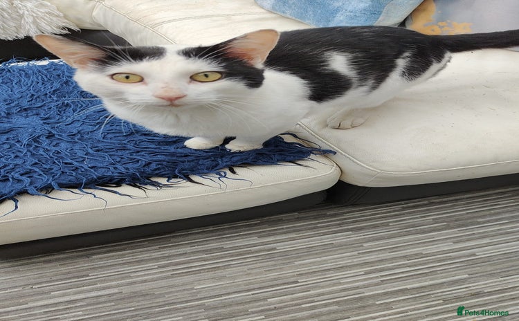 Snowshoe cats - Advert 15