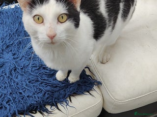 Snowshoe cats - Advert 24