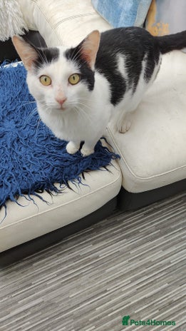 Mixed Breed cats - Advert 1