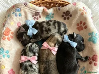 Pomeranian dogs ✨🐾2 Mini Pom’s + Pom Pups🏆🐶🐾✨ - Advert 7