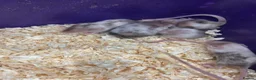 Mouse rodents for sale: Male and female fancy mice  - Advert 4
