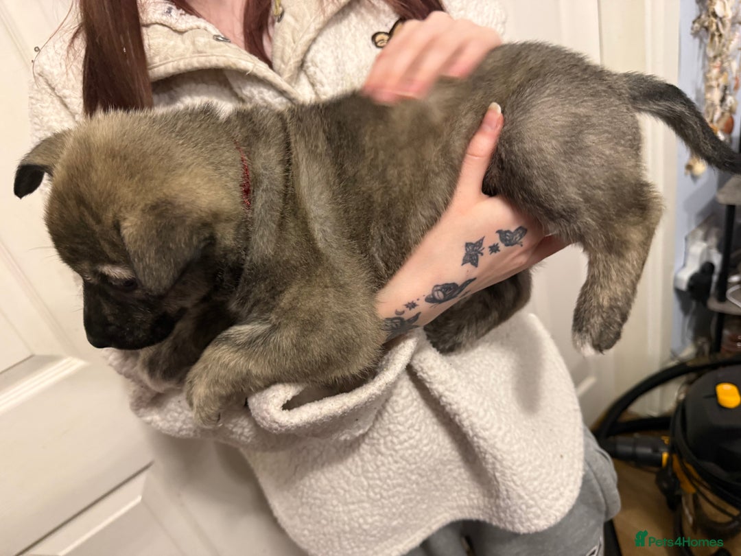 Mixed Breed dogs for sale: Malamute x puppies - Advert 16