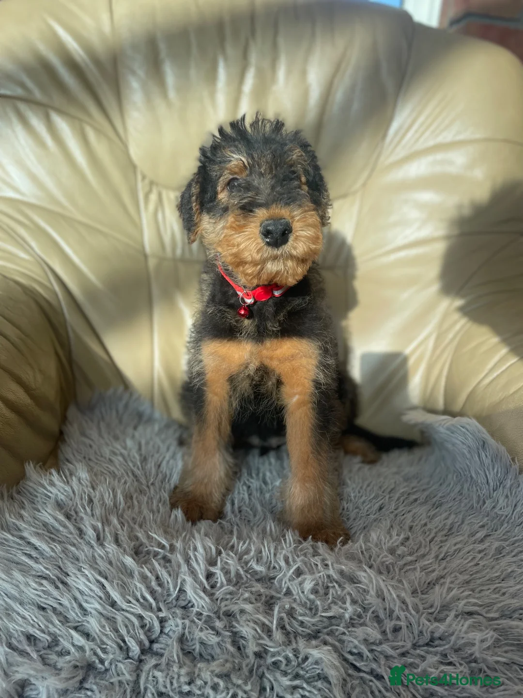 Airedale Terrier dogs for sale: Airedale terrier puppies  - Advert 10