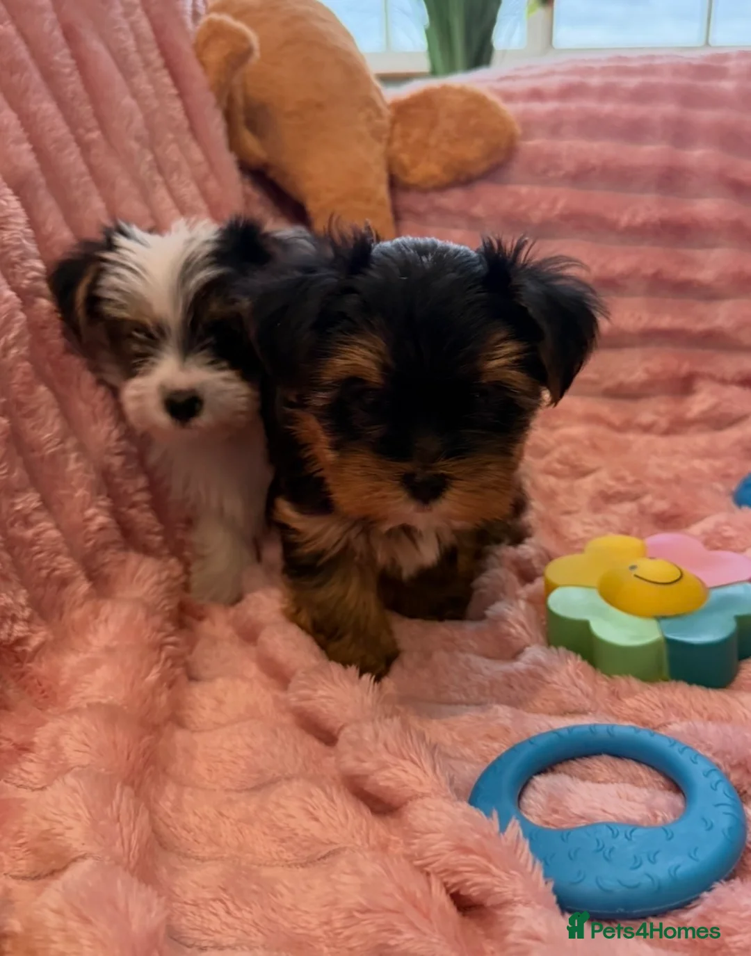Yorkshire Terrier dogs for sale: Miniature Yorkshire Terrier Puppies  - Advert 1