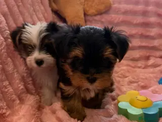 Yorkshire Terrier dogs Miniature Yorkshire Terrier Puppies - Advert 1