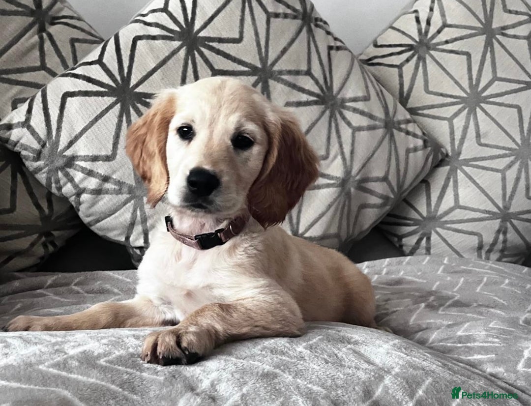 Golden Retriever dogs for sale: Kc reg golden retriever girl ready to leave now - Image 1
