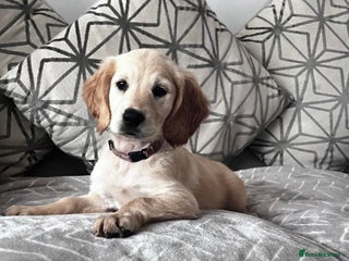 Golden Retriever dogs - Advert 5