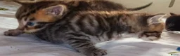 Mixed Breed cats for sale: ORIENTAL BENGAL X MAU KITTENS READY NOW! 1 OF EACH - Advert 14