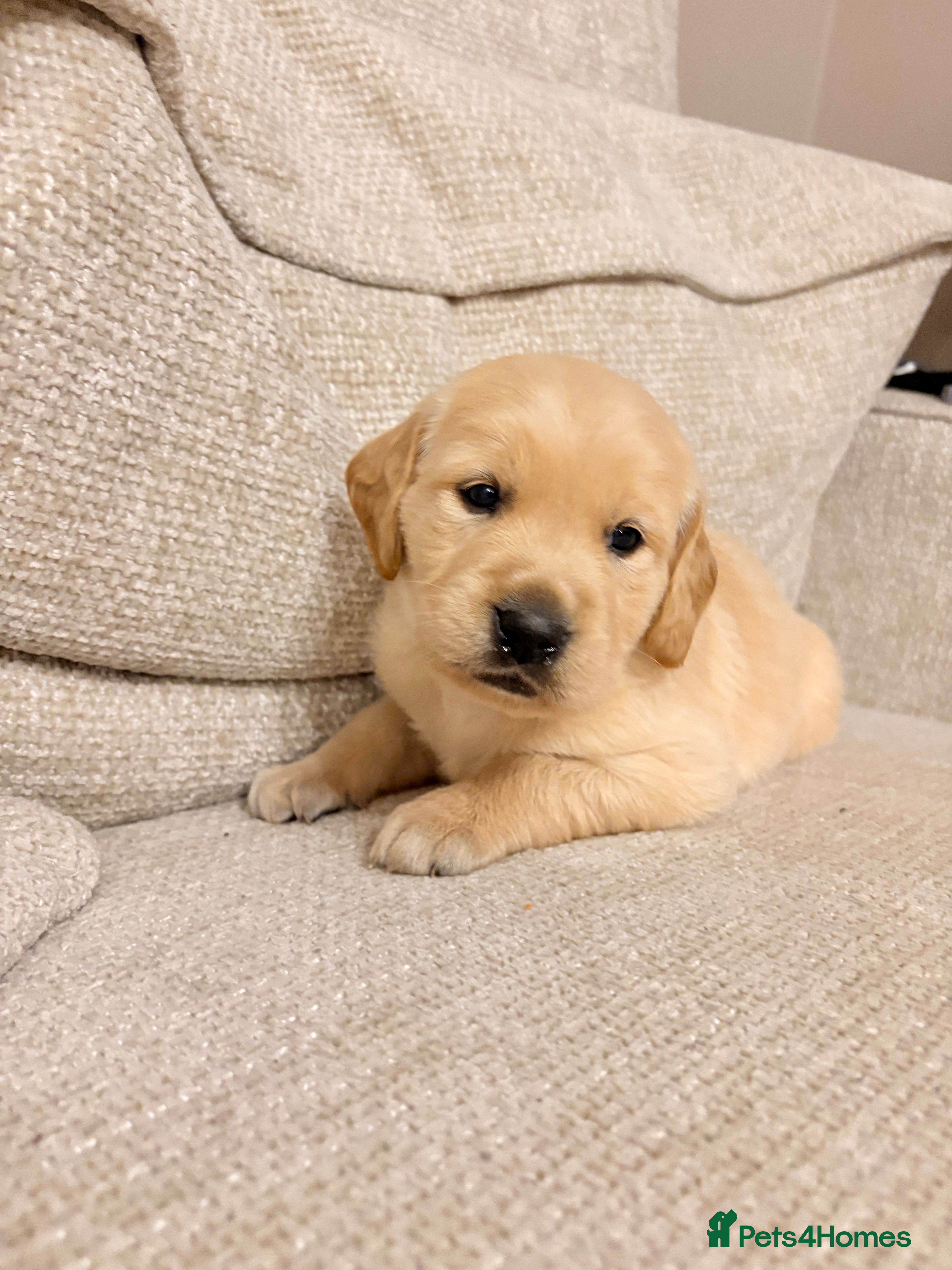 Golden Retriever dogs **2 Male pups still available** Golden Retrievers - Advert 5