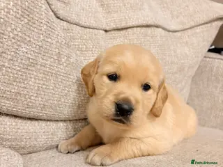 Golden Retriever dogs **2 Male pups still available** Golden Retrievers - Advert 5