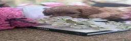 Cavapoo dogs for sale: Cavapoo F1 puppy girl  - Advert 11