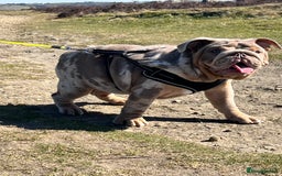 English Bulldog dogs for sale: English Bulldog 9 months old  - Image 2