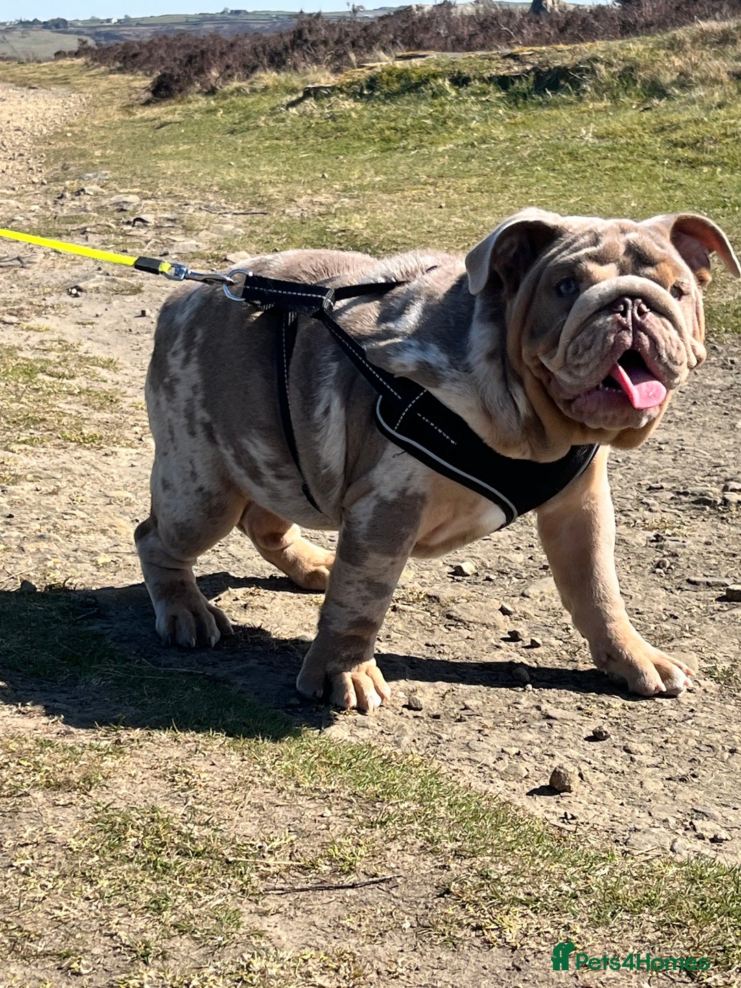 English Bulldog dogs for sale: English Bulldog 9 months old  - Image 2