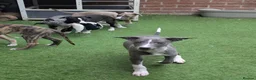 Whippet dogs for sale: Beautiful friendly blue and white male - Advert 4