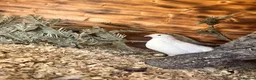 Quail poultry for sale: Coturnix White Quail - Advert 4