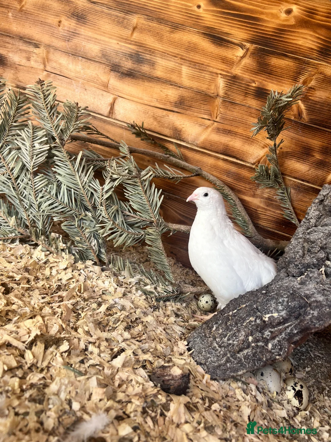 Quail poultry for sale: Coturnix White Quail - Advert 4