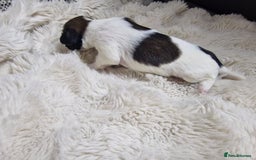 Lhasa Apso dogs for sale: 6 puppies  4 girls 2 boys - Image 13