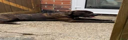 Presa Canario dogs for sale: 9-Month-Old Presa Canario Puppy - Advert 2