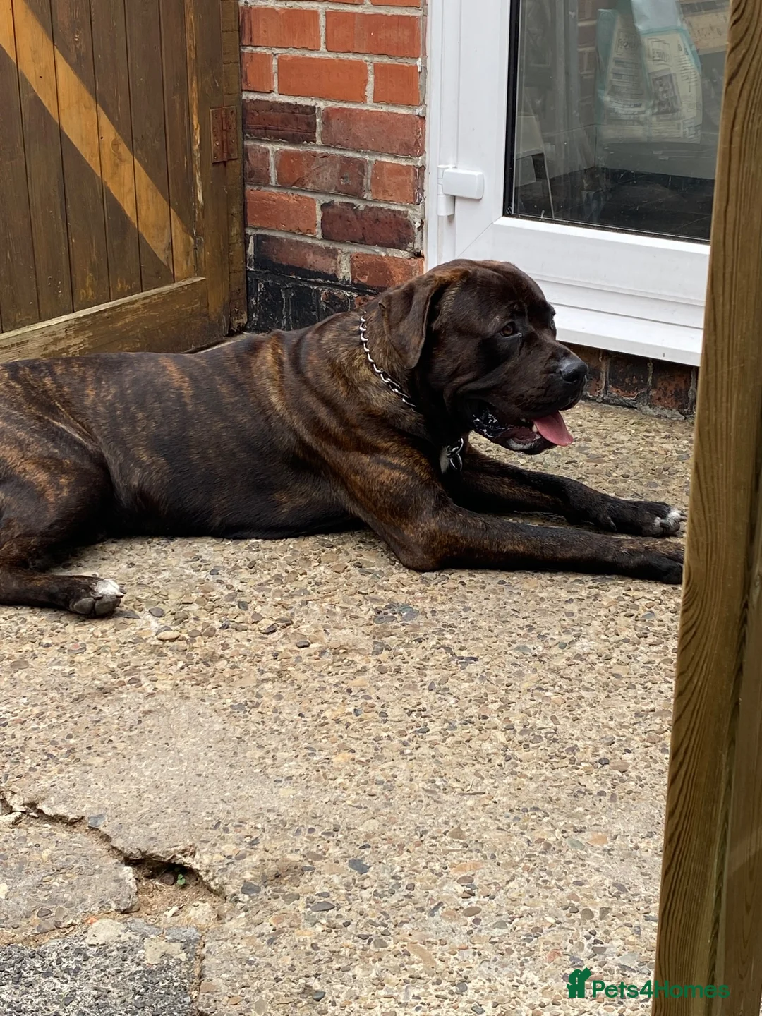 Presa Canario dogs for sale: 9-Month-Old Presa Canario Puppy - Advert 2